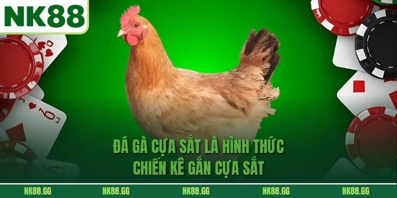 Đá gà cựa sắt là hình thức chiến kê gắn cựa sắt